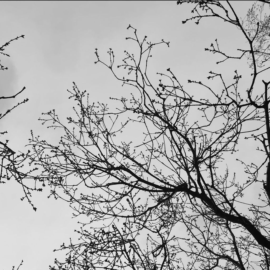 fallen leaves