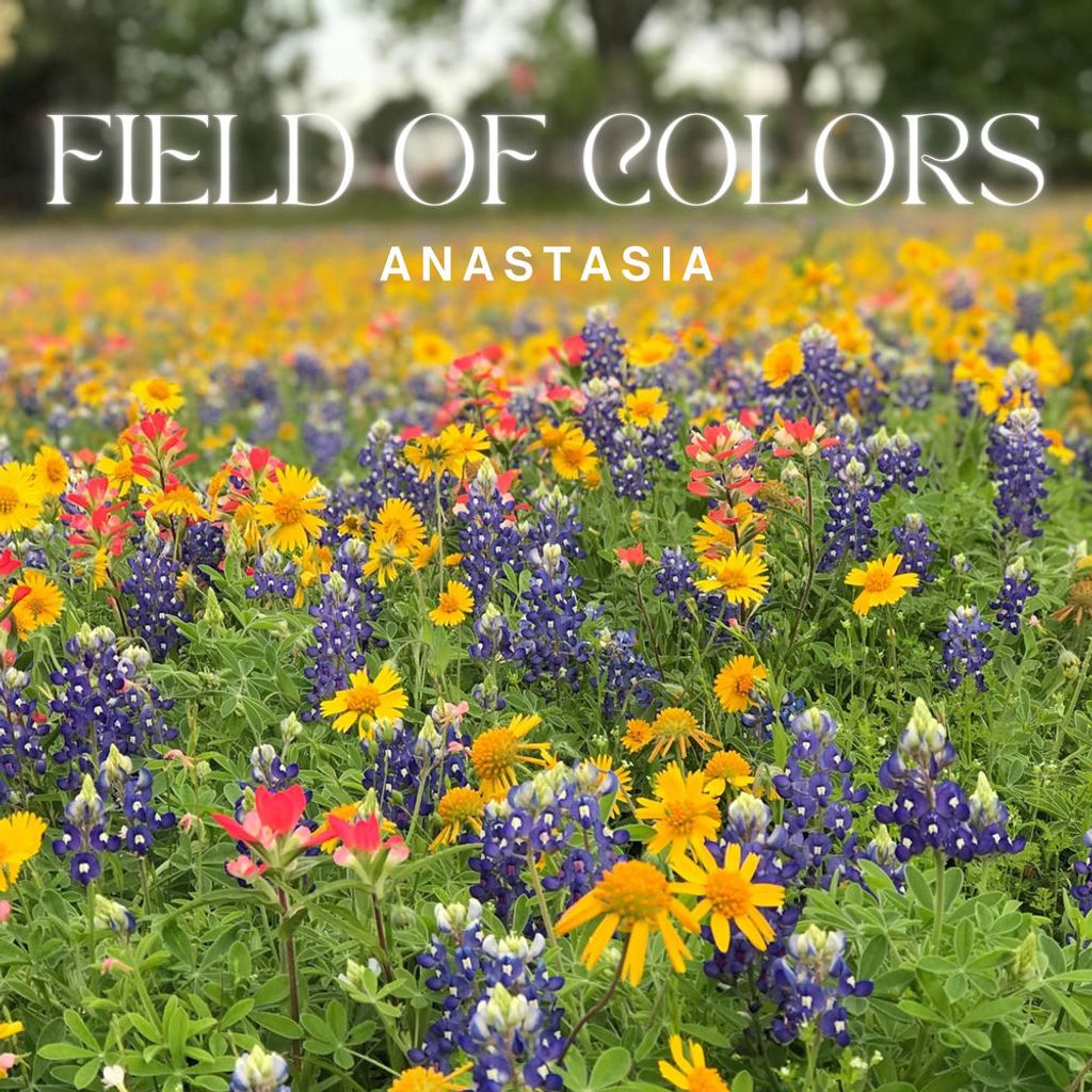 Field of Colors