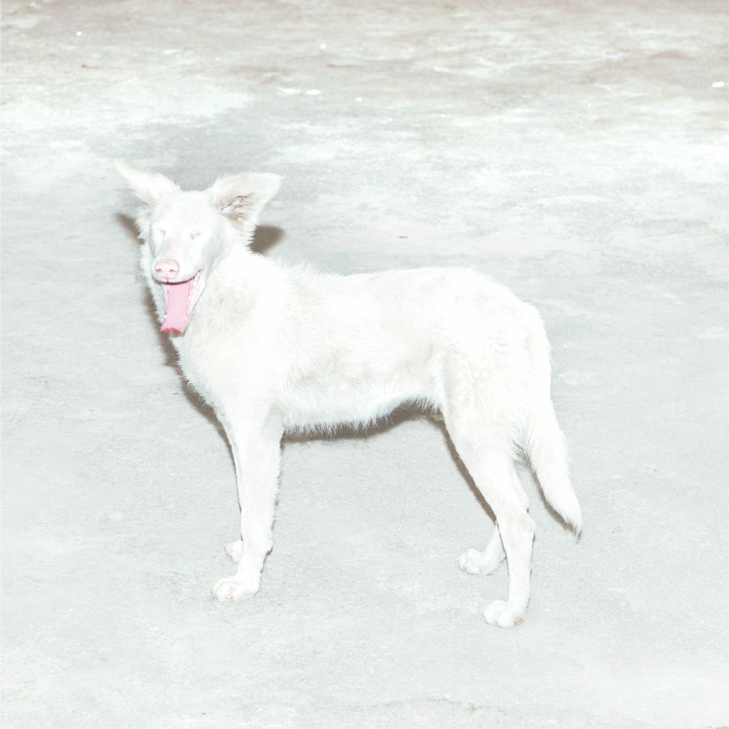 Malandra