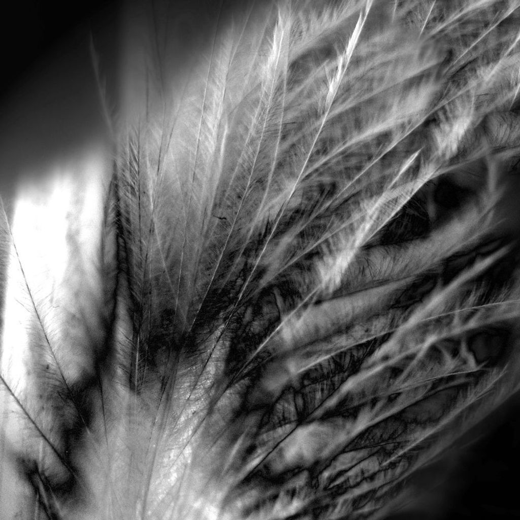 Screaming Caress
