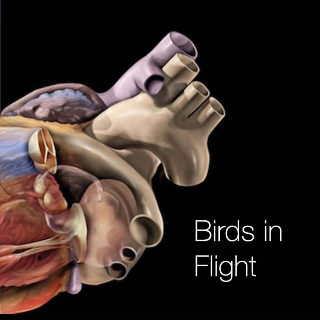 Birds in Flight