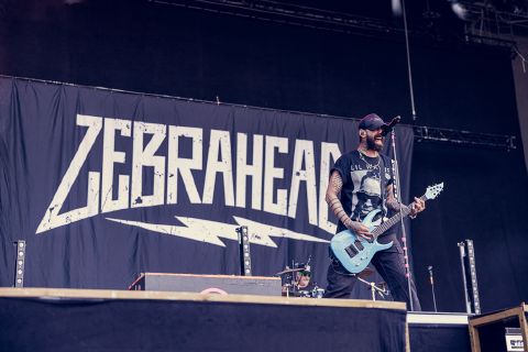 Zebrahead